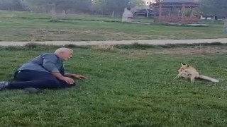 Bayburt'ta vatandaşın tilkiyle dostluğu kameraya yansıdı