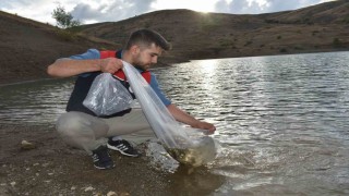Bayburt'taki göletlere 150 bin sazan yavrusu bırakıldı