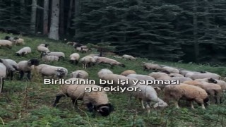 Belediye Başkanı Bozkurttan hayvan yetiştiriciliğine destek