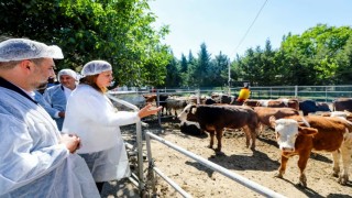 Belediye vatandaşın ucuz et ihtiyacı karşılamak için besi çiftliği kurdu
