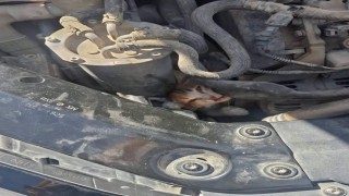 Belen ve Antakya'da mahsur kalan hayvanlar kurtarıldı