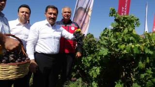 Bereketin yaşandığı üzümde bağ bozumu başladı, 85 bin ton rekolte bekleniyor