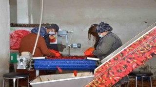 Besnide salçalık biber sezonu başladı
