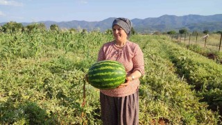 Beyağaç'ta ata tohumundan gelen bereket