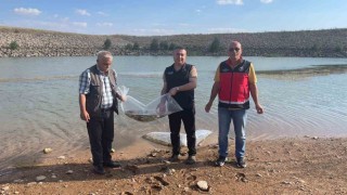 Beyşehir ve Hüyükün göletlerine balık bırakıldı