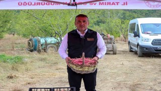 Bilecik'te her yıl 4 bin 500 ton taze barbunya hasadı yapılıyor