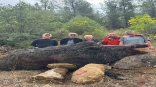 Bilecik'te mısırları talan eden 350 kiloluk dev domuz avcılar tarafından vuruldu