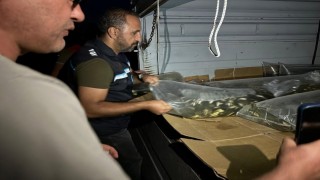 Bitlis'te göl ve göletlere 1 milyon 397 bin 500 yavru sazan bırakıldı
