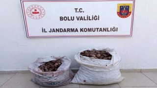 Bolu'da kaçak salyangoz operasyonu: 2 şahıs jandarmaya yakalandı