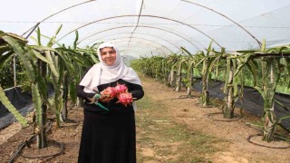 Burada yetişmez diyenlere inat üretime başladı, 1 tonun üzerinde ürün bekliyor