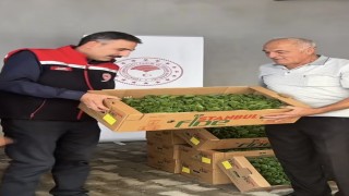 Burdur'da üreticilere 164 bin 500 marul fidesi dağıtıldı