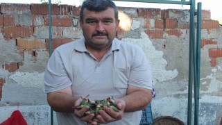 Burhaniyede kınalı bamya ilgi gördü