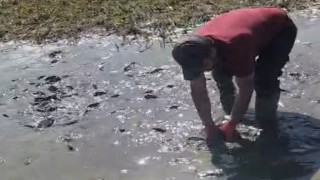 Çamur içinde kıvranan balıklar için tanker tanker su taşındı