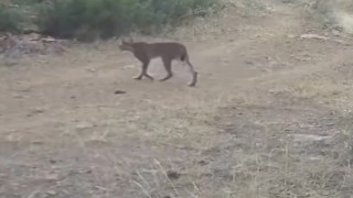 Çankırı'da vaşak görüntülendi