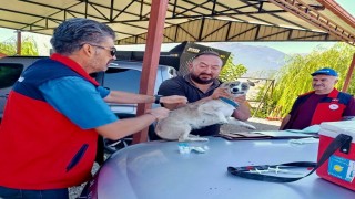 Çayda evcil hayvanlara kimliklendirme ve kuduz aşısı yapıldı