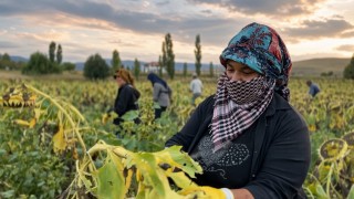 Çayırlı'da ayçiçeği tarlalarında hasat mesaisi