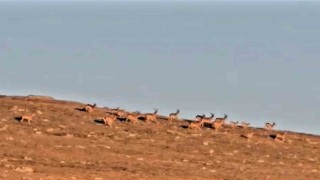 Çengel boynuzlu dağ keçi sürüsü, cerrahın objektifine yakalandı