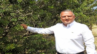 Çeşme damla sakızı uluslararası bilimsel yayına konu oldu