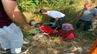 Ceviz ağacından düşen kişi yaralandı