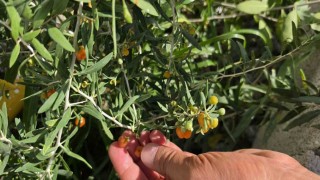 Çin tıbbının 2 bin yıllık şifa kaynağı "Goji Berry" Bitlis topraklarında hayat buldu