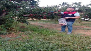 Çivril elmasına hasat öncesi pestisit kontrolü