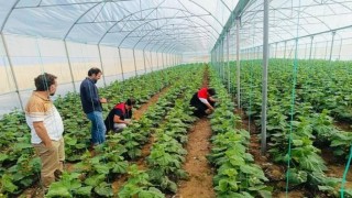 Cizre'de çiftçilere sera denetimi ve eğitimi