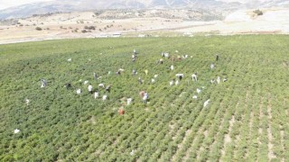 Coğrafi işaret tescilli Maraş biberinde hasat dönemi
