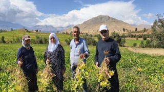 Coğrafi işaretli kuru fasulye hasadı başladı