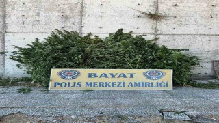Çorumda 46 kök Hint keneviri ele geçirildi: 1 tutuklama