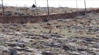 Dağ keçisi sürüsü seyir terası manzarasına dahil oldu