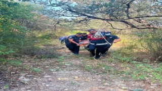Defnede ağaçtan düşen vatandaş yaralandı