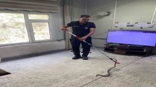 Defne'de eve giren yılanı itfaiye yakaladı
