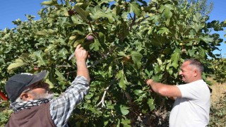 Demirci incirinde hasat mesaisi başladı
