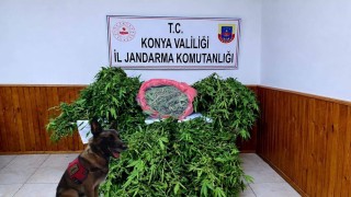 Depo görünümlü alana kenevir eken şüpheli yakalandı