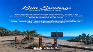 Didim Belediyesi Kum Zambağı'nı koruma altına aldı