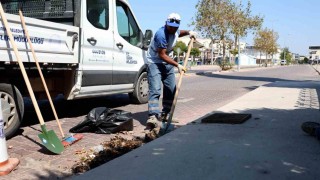 Didim Belediyesi'nden mazgal temizliği
