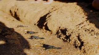 Didimde Caretta caretta yuvasından 82 yavru denize ulaştı