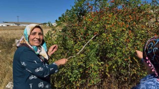 Dikenli dalların arasından zahmetle toplanıyor, çayı ise kış hastalıklarına şifa oluyor