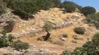 Diyarbakır dağları yaban keçilerine emanet
