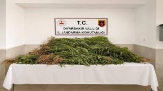 Diyarbakır'da 144 bin 398 kök kenevir ele geçirildi