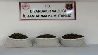 Diyarbakır'da 253 bin kök kenevir ve 42 kilo esrar ele geçirildi