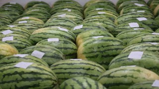 Diyarbakırın devasa karpuzları yarışma için özenle muhafaza ediliyor