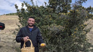 Doğada kendiliğinden yetişiyor faydaları saymakla bitmiyor