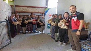 Domaniçte sarımsak üreticilerine organik tarım desteği