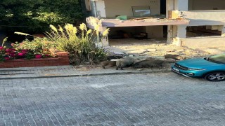 Domuz sürüsü mahalleye indi, vatandaşlar tedirgin oldu