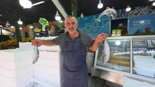 Düzcede palamut tezgaha indi, vatandaş sıraya girdi