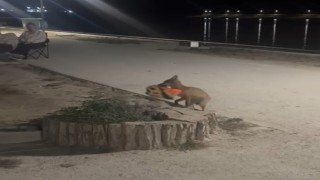 Edirne'de sevimli hırsız kamerada: Yavru tilki bisiklet kaskını kapıp kaçtı