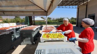 Efelerde kadın emeğiyle kışlık hazırlığı başladı