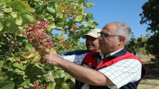 Elazığ'da 38 ton Antep fıstığı rekoltesi bekleniyor