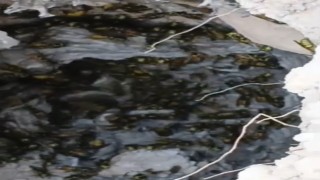 Elazığda bal porsuğunun saldırısı sonucu eşek arısı yuvası ortaya çıktı